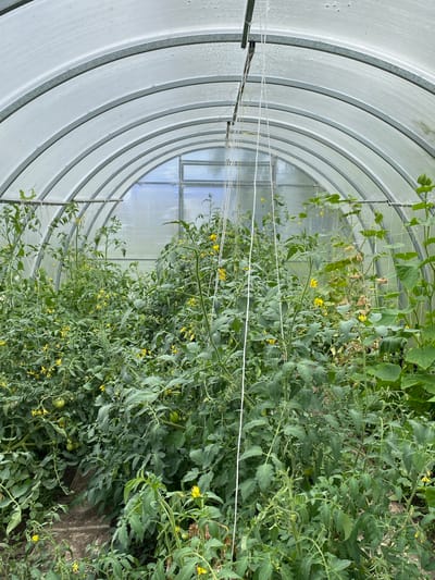 The image shows the interior of a greenhouse with a clear plastic arched roof supported by metal beams. Inside, numerous tomato plants are growing densely, with some bearing small green tomatoes and yellow flowers. The plants are supported by white strings that are suspended from the roof. The greenhouse appears to be located in Krasnovka, Russia. The floor of the greenhouse is covered in dirt. A window with a blue sky visible through it is at the far end of the greenhouse.