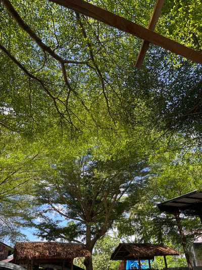 The image depicts a low-angle shot through a canopy of green trees, with glimpses of blue sky visible between the leaves, taken in Pasar Paloh, Indonesia. A wooden beam structure is visible on the left side of the frame. On the right side, parts of thatched-roof structures with darker roofs and exposed frames can be seen. The light is bright and filters through the foliage.