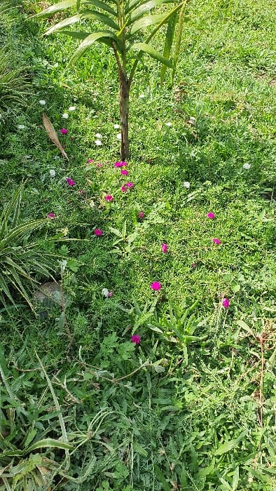 This image captures a ground-level view of a vegetated area in Kobura ward, Kenya. The scene is dominated by a dense, varied expanse of green foliage, comprising grasses and low-lying plants. Numerous small flowers are scattered throughout the greenery; prominent are vibrant magenta/pink blossoms, interspersed with fewer white flowers. In the upper-center, a young plant with a slender brown trunk and elongated green leaves stands upright. To the left, a plant with thick, pointed, succulent-like leaves is visible. A single, desiccated brown leaf rests on the ground in the mid-left. No individuals or specific actions are depicted.
