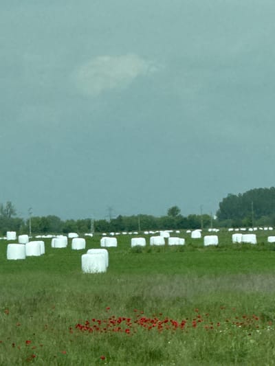 The image shows a rural landscape, likely in Manolsko Konare, Bulgaria. A field of green grass is partially covered in white-wrapped hay bales, arranged in a somewhat linear fashion. Along one side of the field, red flowers are scattered. A line of trees appears to run along the edge of the field, and a cloudy, grey sky is visible above.