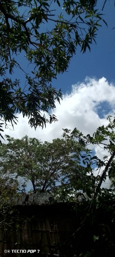 The image depicts an outdoor scene with a bright blue sky and scattered white clouds. Lush green foliage from trees dominates the foreground and upper portion of the image, with branches and leaves creating a canopy. In the middle ground, a large tree with a dense canopy is visible, its branches extending upwards. Below the tree, a dark-colored, rough-textured wall or fence runs horizontally across the frame. The top of this wall is adorned with a line of what appear to be clear glass or plastic bottles, possibly embedded for security or decoration. The lower part of the wall is largely in shadow. The bottom left corner of the image contains a watermark reading "TECNO POP 7." The overall impression is a natural setting within a built environment, possibly a residential area in Altagracia, Venezuela, given the context. No people are visible in the image.