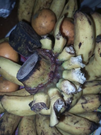 A close-up vertical shot displays a cluster of ripe bananas and several small, round, orange-brown fruits, likely in a container, located in Doramamidi, India. The central focus is a severed banana stalk section, dark brown at the cut surface and greenish-yellow on the body, from which multiple individual bananas or their remaining stems emanate. Many banana stems show fresh breaks, revealing white, fibrous interior tissue. The bananas themselves are predominantly yellow with varying degrees of brown spotting and discoloration, indicative of ripeness. Interspersed among the bananas are several small, spherical fruits with mottled orange-brown skins. To the left, a dark, irregularly shaped object, possibly an overripe or decaying fruit, rests against other produce. The lighting appears dim, emphasizing the textures and colors of the fruits.