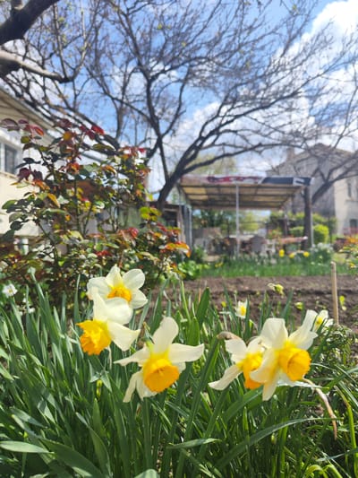 The image presents a garden scene, possibly located in Sadievo, Bulgaria, though this is not definitively confirmed within the image itself. In the foreground, there is a cluster of daffodils with white petals and prominent yellow trumpets. The daffodils are surrounded by green blades of grass.

Behind the flowers, freshly tilled soil is visible, suggesting a cultivated garden bed. Beyond the garden bed, in the middle ground, there is a shaded structure, seemingly a pergola, with a dark-colored roof. The structure appears to be in a backyard setting, with outdoor furniture visible underneath.

In the background, there are houses and bare trees against a blue sky with scattered clouds. To the left, there is a bush with green and reddish leaves near a building with white walls and windows. The overall impression is of a bright, sunny day in a residential area with a focus on spring flowers in a garden setting.