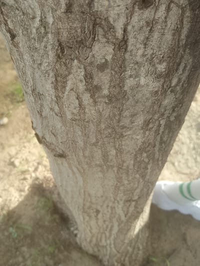 The image shows a close-up, vertical view of the rough, textured bark of a tree trunk. The bark is a mix of light and dark grey and brown tones, with deep ridges and cracks running vertically. The trunk appears to be of moderate thickness, and its surface is uneven. The background is out of focus, showing a sandy or dirt ground with some sparse green vegetation. A shadow is cast diagonally across the lower left portion of the trunk. In the lower right corner, a white object with green stripes is partially visible, resting on the ground. The scene is outdoors, likely in a natural or semi-natural environment, such as a park or a yard, and could be located in Majemu, Nigeria, given the context provided. No people or specific actions are depicted in the image.