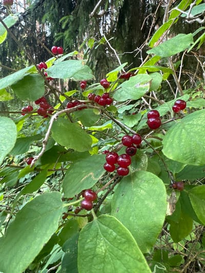 A close-up, eye-level shot shows a cluster of vibrant red berries growing on a vine amidst lush green foliage. The berries are round and glossy, some appearing in pairs. The background is a dense forest with tall, dark green trees and dappled sunlight filtering through. The overall scene suggests a natural, wooded environment within the Слабодкаўскі сельскі Савет, Belarus. There are no people or animals visible. The image is focused on the berries and surrounding vegetation.