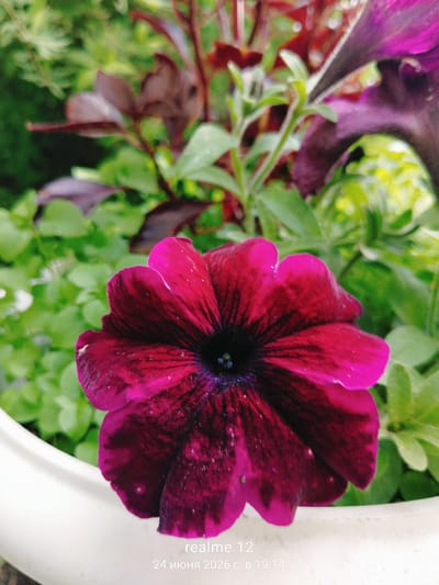 A close-up, eye-level shot focuses on a single, dark magenta petunia flower in bloom. The flower's petals are velvety with dark veins radiating from the center, which is a deep, almost black purple. The surrounding environment is lush and green, with other foliage and plants visible in the soft-focus background. A white ceramic pot is partially visible in the foreground. A timestamp overlay at the bottom right corner indicates "realme 12" and "24 июня 2026 г. в 19:14". The location information is not visually discernible from the image itself.