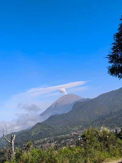 A wide-angle photograph captures a serene view of Mount Semeru volcano, an active stratovolcano in Ranupane, Indonesia, under a clear blue sky. The majestic volcano is seen in the distance, with a plume of smoke emerging from its crater, indicating ongoing volcanic activity. The slopes of the volcano are covered in lush green vegetation, interspersed with some patches of bare rock. In the foreground, dense green foliage and a dead tree trunk add a natural element to the landscape. A small village can be seen nestled in the valley between the foreground and the volcano, with houses scattered among trees and agricultural fields. The overall scene is one of natural beauty and tranquility, despite the implied power of the active volcano.