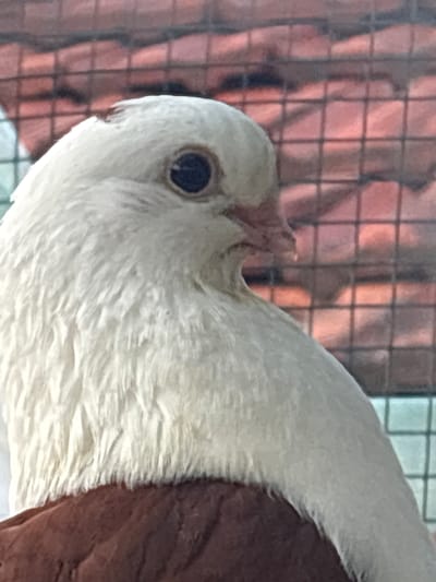 Close-up view of a white and brown pigeon, likely enclosed in a wire cage. The setting is unknown, and there is no evidence indicating the city of Kukorevo, Bulgaria.