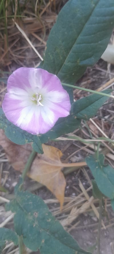 A close-up, vertically oriented shot captures a single, open, light purple and white striped flower. The flower is roughly star-shaped with five visible petals, each featuring a prominent white stripe running from the center to the edge. The center of the flower is a pale green, with white stamen protruding. The flower is surrounded by dark green leaves, some of which are slightly wilted or damaged. In the background, dry, light brown grass and foliage create a natural, somewhat unkempt environment. The scene appears to be outdoors, possibly in a field or garden. The lighting suggests it might be daytime, with natural light illuminating the flower.
