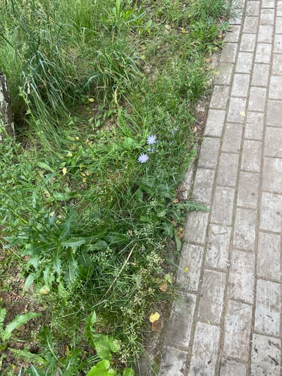 The image shows a close-up view of a paved walkway bordering a patch of wild grass and plants. The walkway is made of rectangular grey concrete pavers, some of which are stained or worn. The grassy area is dense and overgrown with various green plants, including some with jagged leaves and a few small blue flowers, likely chicory. A portion of a tree trunk is visible on the far left. The scene appears to be an outdoor urban or suburban environment, possibly a park or a residential area in Chaikovsky, Russia, given the typical landscaping and pavement style found in such locations. There are no people or animals present in the image, and no specific actions or interactions are depicted. The lighting suggests it is daytime.