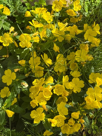 A high-angle, close-up photograph captures a dense cluster of bright yellow flowers, likely evening primrose, in Veselina, Bulgaria. The flowers, with their delicate, crinkled petals and prominent stamens, are interspersed with vibrant green foliage and blades of grass. Sunlight casts strong shadows, highlighting the textures of the petals and leaves, and dappling the earthy ground beneath. Some flowers are fully bloomed, while others appear as tightly furled buds. A few dried and browning petals are also visible, suggesting the natural cycle of the plant. The overall impression is one of abundant, sun-drenched nature in a garden or wild setting.