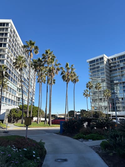 Tall palm trees line a sidewalk next to lush greenery and flowers. Two towering buildings frame the scene against a clear blue sky. The buildings appear to be residential, with numerous windows. A red car and other vehicles are visible in the distance. The image is rotated, placing the sky to the left and right.