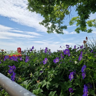 A low-angle shot shows a dense bed of purple flowers, likely geraniums, with vibrant green foliage. Some of the flowers are in full bloom, while others are still buds or have delicate wilting petals. In the background, a metal railing runs horizontally, and behind it, a red cylindrical object with white markings is visible. The sky above is a bright blue, dotted with fluffy white clouds and thin wisps of cirrus clouds, suggesting a clear, pleasant day. The sun appears to be high in the sky, casting subtle shadows and illuminating the scene. A large tree with green leaves overhangs the top of the frame, its branches creating a natural canopy and adding depth to the composition. There is no visible text in the image. The scene evokes a feeling of peacefulness and the beauty of nature on a summer day. The location is Überlingen, Germany.