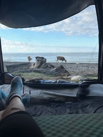 The image, captured from inside a tent in Mgudzyrkhwa, Abkhazia, depicts a serene beach scene. Two cows are visible grazing near the water's edge on a pebble beach. In the foreground, a person's legs are visible, clad in striped socks, suggesting they are relaxing inside the tent. The tent's interior, with its sleeping mats and fabric walls, is also partially visible. The backdrop is the sea under a sky with scattered clouds, creating a tranquil, natural setting.