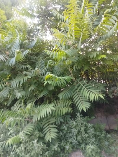 A dense cluster of trees and undergrowth dominates the frame, with the upper portion of the image showing dappled sunlight filtering through the leaves. The leaves are a vibrant green, with some lighter, almost yellow-green hues indicating the presence of new growth or the effect of the backlight. The foliage is thick and layered, creating a sense of depth and obscuring the background, although hints of darker branches and possibly tree trunks are visible within the mass of leaves. The undergrowth at the bottom of the image is a mix of smaller plants and weeds, appearing somewhat wild and untamed. The overall impression is one of lush vegetation in an outdoor setting, likely a park or a natural area within the city of Kabanbay, Kazakhstan.