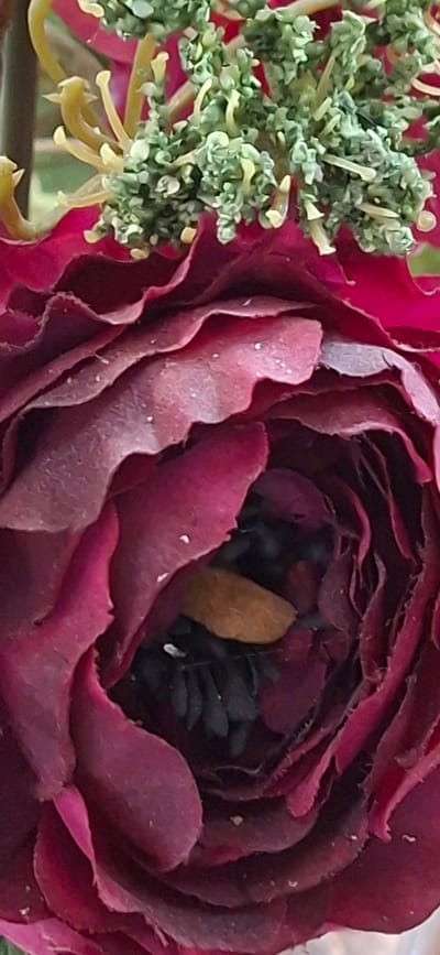 A close-up, vertical, full shot shows a dark pink flower with layers of petals. In the center of the flower, a small, furry bee with yellow markings is visible. The bee appears to be collecting pollen from the flower. The flower has a textured surface, and some of the petals are lighter pink, indicating variations in light and shadow. The background is blurred and out of focus, with hints of green and yellow foliage. The image was taken in Orimattila, Finland.