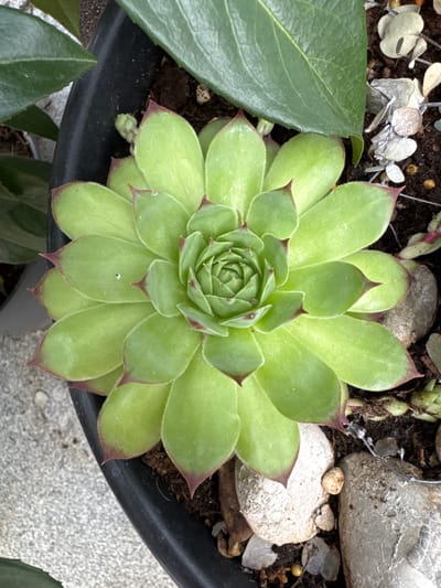 An overhead shot captures a vibrant green succulent plant in a black pot. The succulent's leaves are tightly packed in a rosette formation, with subtle reddish-purple tips. The soil within the pot is dark and appears to be a mix of earth and small pebbles. Adjacent to the succulent, larger grey and white stones are visible amongst the soil. In the background, the grey textured surface of a concrete path is visible on the left, and other green foliage can be seen peeking into the frame from the top and left edges. The scene is set outdoors in Wettstetten, Germany.