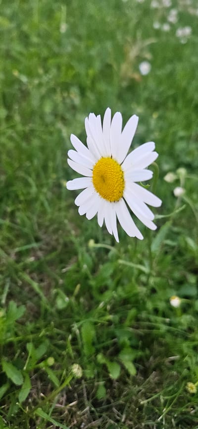 A single daisy with white petals and a yellow center is in focus in the foreground, set against a blurred green background of grass. The daisy is positioned slightly to the right of the frame. The environment appears to be a grassy area. There are no people or animals visible in the image. The image is taken from a vertical perspective.