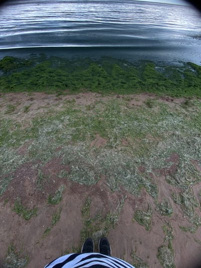 The image depicts a shoreline with calm water and a sandy beach covered in seaweed. The water, a deep blue, shows gentle ripples. The beach transitions from the water's edge to drier sand, with clusters of green seaweed and some lighter, dried algae scattered across it. Two black athletic shoes with white soles are visible in the foreground, along with the lower portion of black and white striped fabric, suggesting a person standing on the beach. The scene appears to be a natural coastal environment. The location is specified as Baltiiskoe, Russia.