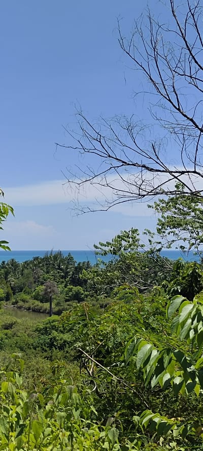 The image depicts a vibrant natural landscape with a clear blue sky above. In the foreground, dense green foliage partially obstructs the view. Beyond the vegetation, a body of water, likely the sea, stretches towards the horizon, meeting a lush green treeline composed of various types of trees, including palm trees. The scene appears to be a tropical environment, with the water suggesting a coastal location. The image is likely taken from an elevated vantage point, overlooking the coastline and surrounding greenery. The overall impression is one of tranquility and natural beauty. The location is identified as Layeun, Indonesia.