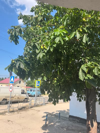A bright, sunny day is captured in this medium shot of a street scene. The foreground is dominated by the lower trunk of a large tree with rough bark, its shadow dappled across the sandy ground. To the left, a beige van is parked beside a street with a metal railing. A circular sign with "40" in red lettering and a triangular sign with a blue background and white symbol are visible. Further down the street, a blue van is parked. A pedestrian crossing is indicated by a yellow and blue sign. In the background, there are houses with red roofs and solar panels. The sky is clear blue with a few white clouds.