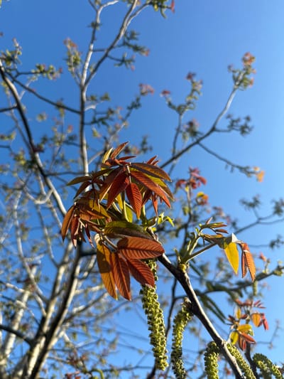 A low-angle shot reveals tree branches with new growth against a clear blue sky. The leaves are reddish-brown and green, clustered at the ends of branches. String-like, greenish-yellow catkins hang from the branches. The location is Береговой сельский совет, Ukraine.