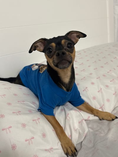 A brown and black Chihuahua wearing a blue shirt lies on a white bedspread with a pink floral pattern. The dog's arms are stretched upwards towards the top right corner of the frame. The dog is looking at the camera. Its ears are perked up. The bedspread is slightly wrinkled. Part of a white wall is visible on the left side of the image.