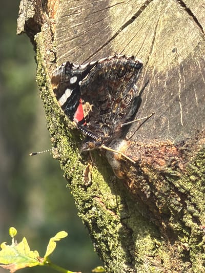 A close-up, high-angle shot captures a Red Admiral butterfly (Vanessa atalanta) perched on the textured bark of a tree trunk. The butterfly's wings are partially open, revealing their distinctive black, orange-red, and white markings. Its antennae are extended, with the right antenna pointing towards the lower left of the frame, and the tip tipped with a small bulbous end. The butterfly's body is dark and segmented.

The tree bark is rough and appears to be from a fallen log or stump, exhibiting deep grooves and a rough texture. Patches of green moss and lichen are visible on the bark, particularly on the left side of the image. The background is softly blurred, with suggestions of green foliage, indicating an outdoor, natural setting. The lighting suggests it is daytime, with sunlight casting shadows on the bark and highlighting the butterfly's wings.

There is no identifiable location in the city of Turnhout, Belgium within the provided image.