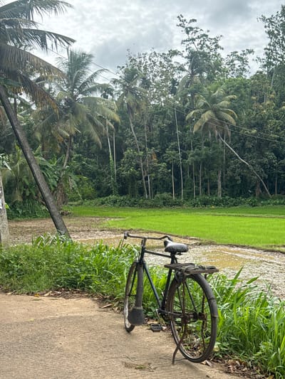 This image captures a serene rural landscape, characteristic of Thihagoda, Sri Lanka. The scene is set under an overcast sky filled with grey clouds.
On the left side of the frame, there is a dense expanse of lush tropical vegetation, dominated by numerous tall trees, including prominent coconut palms. These trees form a rich green backdrop. Adjacent to this forested area, spanning the middle of the image, is a vibrant green rice paddy field. The paddy shows young, bright green rice plants growing in sections of muddy water, indicating it is either recently planted or being prepared for cultivation.
To the right, a concrete path or small road runs alongside the paddy field. An old-fashioned dark-colored bicycle is parked on this path, facing away from the viewer, with some rope or material tied to its rear rack. Between the concrete path and the rice paddy, tall green grasses and other vegetation thrive. A concrete post or barrier is partially visible in the lower-left foreground.
No people are visible in the image. The bicycle suggests human presence or activity, possibly belonging to a local resident or farmer. The time of day appears to be daytime, though the cloudy conditions obscure the sun. The overall impression is one of tranquility and natural beauty, highlighting the agricultural and tropical environment. There is no visible text in the image.