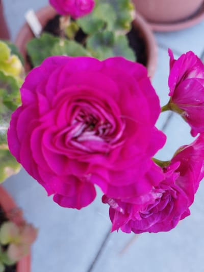 The image depicts a close-up view of several vibrant magenta flowers, likely geraniums, in a garden setting. One prominent flower is in sharp focus in the foreground, showcasing its layered petals and intricate central pattern. To the right, another flower, also magenta, is partially visible, with hints of white on its petals. In the background, blurred green foliage and a terracotta pot suggest an outdoor environment. The overall impression is one of natural beauty and close-up floral detail. The image does not provide any information about the city of Hospozín, Czechia.