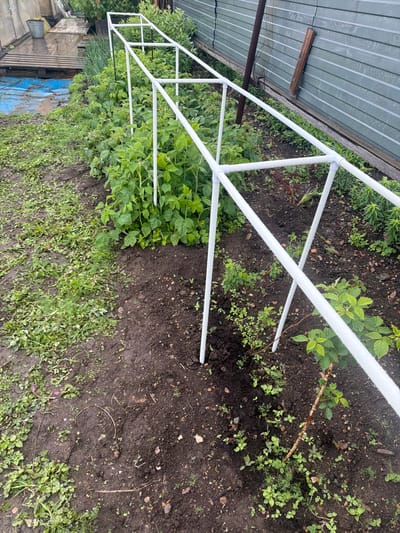 This image captures an outdoor garden plot, likely in Valdgeym, Russia, observed from a slightly elevated, overhead perspective. The scene centers on a white PVC pipe structure, appearing as a rectangular frame supported by angled pipes that extend into the dark, damp soil. This structure likely serves as a trellis for plants or a support for a small hoop house.

Within and around the PVC frame, lush green raspberry plants are thriving. The rich, dark soil is also dotted with numerous smaller green sprouts, including what appear to be young weeds and some dill or similar fine-leaved plants. To the left side of the main image, more mature green plants, possibly onions or chives, are visible. Adjacent to these, a blue tarp is partially seen, alongside some wooden planks and structures.

In the upper portion of the image, a gray corrugated metal wall, likely a fence or the side of an outbuilding, stands prominently. A horizontal wooden beam is attached to this metal structure. The presence of small water droplets on the PVC pipes and plant leaves indicates recent rain or heavy dew.

No people are visible, and no specific activity is taking place; the scene depicts a static garden environment. The lighting is soft and diffused, suggesting an overcast day. There is no visible text within the image. The overall impression is that of a functional, well-tended garden plot with practical, constructed elements.
