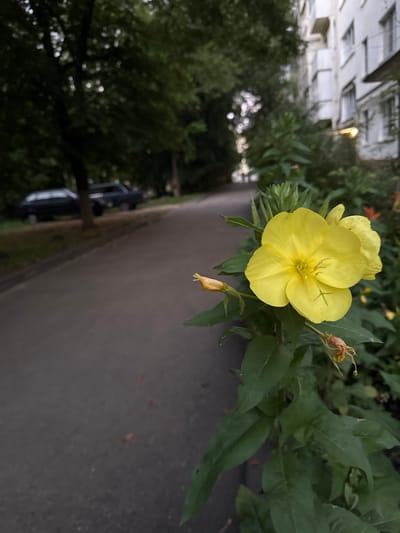 The image features a close-up of a vibrant yellow flower, likely an evening primrose, in full bloom. The flower has four delicate, crinkled petals and prominent stamens in its center. It is surrounded by lush green foliage, with some leaves appearing slightly wilted or dried. To the left of the flower, another bud is visible, along with a dried seed pod, suggesting the plant is in its flowering and seeding cycle.
In the background, the scene is a mix of natural and man-made elements. Blurred green trees dominate the left side, with hints of dappled sunlight filtering through. The right side of the image reveals a grey, paved surface, possibly a sidewalk or road, with a dark curb. The orientation of the image is sideways.
The reflection in the upper left corner suggests an overhead structure, possibly a building with a grid-like ceiling or walkway, and a street lamp. Further down the paved surface, a dark vehicle is partially visible, suggesting an urban or semi-urban setting. The lighting appears natural, with the yellow flower being well-illuminated, hinting at a daytime scene. The overall mood is serene and natural, focusing on the beauty of the flower amidst its surroundings. No text is visible in the image.