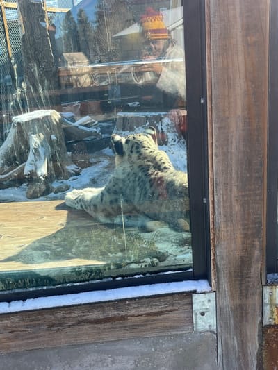 A snow leopard is visible behind a glass enclosure in an outdoor environment. The leopard is light gray with dark spots and stripes. A snowy ground is visible behind the animal. The glass reflects a person wearing a winter hat. The enclosure has a wooden frame with snow collected around the edges. The scene is well-lit, likely during daylight.