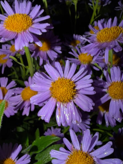 This is a close-up, low-angle, macro photograph of a cluster of purple asters, likely in bloom. The flowers are the primary subjects, with their vibrant purple petals and bright yellow centers filling most of the frame. Many of the petals have tiny droplets of water on them, suggesting recent rain or dew. The background is dark and out of focus, with hints of green foliage and other blurry flowers, creating a bokeh effect that isolates the subjects. The lighting is somewhat dim, suggesting it might be early morning, late evening, or a heavily shaded area. There is no visible text in the image. The overall mood is serene and natural, focusing on the delicate beauty of the flowers. Given the location context of Шемордан, Russia, this scene could be a garden, a field, or a natural landscape within that region during the flowering season of asters.