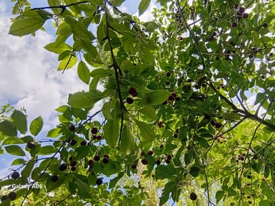 The image captures an upward view of a cherry tree laden with ripe, dark red cherries, set against a backdrop of a bright blue sky with scattered white clouds. The camera angle looks up through the branches and green leaves of the tree. The cherries are clustered on stems, with many individual fruits visible, some in focus and others slightly blurred. The sunlight filters through the leaves, creating highlights and shadows. In the bottom left corner of the image, the text "Galaxy A06" is visible, indicating it is a watermark from a Samsung phone. The scene appears to be outdoors, likely in a natural or garden setting, suggesting a pleasant, sunny day. The location is specified as Kojo-Aryk, Kyrgyzstan.