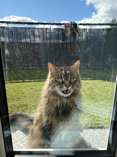 A fluffy tabby cat with green eyes and an open mouth, seemingly hissing or meowing, is positioned behind a smudged glass pane. The cat is facing the camera directly. Behind the cat, a well-maintained green lawn is visible, bordered by a dark fence. The sky above is blue with scattered white clouds. The image appears to be taken at eye level with the cat. The scene is set outdoors, likely in a backyard. The mention of Saggart, Ireland, places the location within a suburban or rural context.