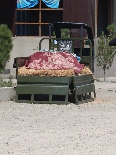 An outdoor scene in the city of Obshoron, Tajikistan, features a green, three-wheeled vehicle with an open cargo bed. The bed is filled with straw and a folded red blanket with a white pattern. Behind the vehicle, a building with dark windows and a brown facade is visible. To the left, a green bush is present, and to the right, a small tree with green foliage stands. The ground is covered with gravel.