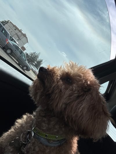 An indoor, medium-shot photograph depicts a curly-haired, brown dog, likely a poodle, with a light-green studded collar peering out of a car window. The exterior scene visible through the car window shows other parked cars, a multi-story building, and a hazy sky. Based on available metadata, this image was captured in Morlupo, Italy.