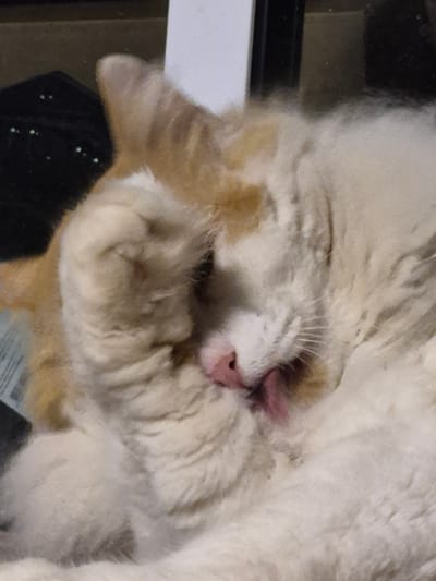 A close-up, low-angle, medium shot captures an orange and white cat grooming itself in Sooblase, Estonia. The cat is positioned on its side, with its head tilted upwards and its right paw raised to its face, actively licking its fur. Its eyes are partially closed, and its pink tongue is visible as it cleans its face. The background is blurred, showing a dark, reflective surface on the left and a lighter, out-of-focus area on the right. The lighting appears to be from above and slightly to the left, casting soft shadows. The fur of the cat is dense and fluffy.