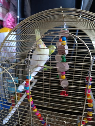 A cockatiel is perched on a wooden dowel inside a gold-colored birdcage. Another bird, possibly a budgie, is visible in the background. The cage contains several hanging toys made of wooden blocks and colorful beads. The floor of the cage appears to be covered in wood shavings. The background is out of focus but suggests an indoor setting. There is no information available that links this image to Serebriansk, Kazakhstan.