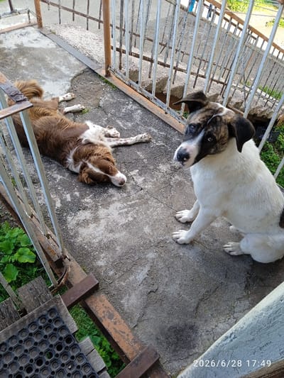 In Bakuriani, Georgia, two dogs are present on a concrete patio. One dog, with brown and white fur, is lying down on its side, facing to the right. The second dog, predominantly white with black and brown markings on its face and back, is sitting upright, facing the camera. The scene is outdoors, with a metal railing and stairs visible in the background. Green vegetation grows to the left of the patio. The lighting suggests it is daytime.