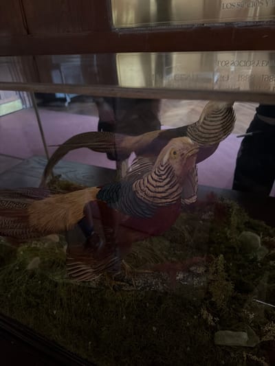 The image captures a detailed view of a taxidermied bird, likely a pheasant, displayed within a glass case. The photograph itself is oriented sideways, with the bird appearing to be lying horizontally across the frame; however, it is presented as if standing upright in its display.

The central subject is a vibrantly colored bird, strongly resembling a male Golden Pheasant (Chrysolophus pictus). Its head features a golden-yellow crest, and its face has a yellowish-orange hue with a small, dark eye. A distinctive ruff or cape of black and white striped feathers encircles its neck, fanning out towards its shoulders. The back of the bird's neck and upper back display a rich, dark red plumage, transitioning to iridescent blue-green feathers on its lower back. The wings appear primarily dark brown, and the tail consists of long, mottled brown and tan feathers. The underside of the bird shows lighter, golden-tan feathers, and its legs and feet are visible gripping a branch or part of the display's terrain.

The bird is situated in a naturalistic diorama, which serves as its habitat setting within the glass case. The ground cover consists of dense, dark green moss and lighter green plant material, interspersed with small, greyish-white stones or pebbles. A piece of bark or a gnarled branch is also visible, onto which the bird appears to be perched or standing.

Numerous reflections are visible on the glass of the display case, indicating the photograph was taken through the glass. On the left side of the image (when viewed upright), there are reflections of what appears to be a brass plaque. Portions of text are legible, though some are mirrored due to the reflection. The most prominent legible text reads: "LOS SOCIOS Y AMIGOS" (The Members and Friends) and the year "1888". Below this, the year "1888" is repeated, possibly from another line or a reflection of the same. Further reflections on the glass show architectural elements, including dark wooden door frames and a light-colored, possibly purple or pink, wall or interior space in the background. A dark-clad figure, possibly the photographer, is faintly reflected in the upper right quadrant of the image.

The scene suggests an indoor setting, likely a museum, historical society, or an old institution, given the presence of the brass plaque commemorating "members and friends" and the date 1888. The lighting appears to be ambient indoor light.