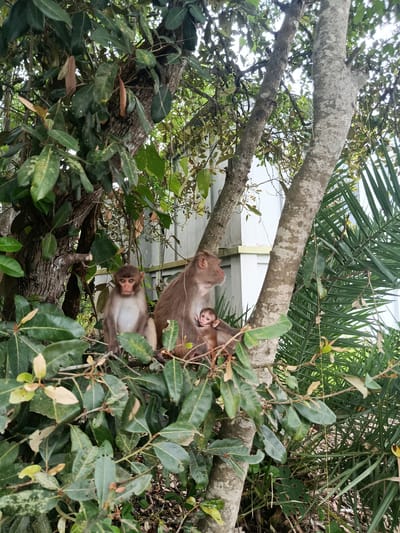 In the city of Baniashanta, Bangladesh, three monkeys are perched on tree branches. Two adult monkeys, one light brown and one darker brown, sit close together. The darker brown monkey appears to be a mother, cradling a very young, small monkey in her arms. The third monkey, a juvenile with light brown fur, sits separately but nearby, looking directly at the camera. The monkeys are surrounded by lush green foliage and tree trunks. In the background, a white structure with a yellow trim is visible, possibly a building or fence, partially obscured by palm fronds. The scene appears to be in a natural or semi-natural outdoor setting within the city.