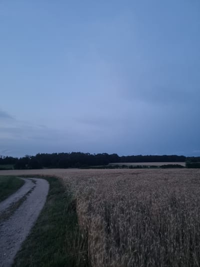 This is a vertical, wide-angle, full-shot photograph taken from a low vantage point on a slightly overcast evening. The scene depicts a rural landscape in Pohránov, Czechia, with a dominant pale blue sky occupying the top two-thirds of the frame. Below the sky, a dark, dense line of trees stretches horizontally across the middle ground, forming a treeline. In the foreground, a dirt path curves from the lower left corner towards the center. To the right of the path is a field of dry, light brown stalks, likely wheat or barley, with some scattered white wildflowers. The grass along the left edge of the path is a deep green. The overall lighting suggests dusk or twilight, with muted colors and soft shadows. No people or animals are visible in the frame.