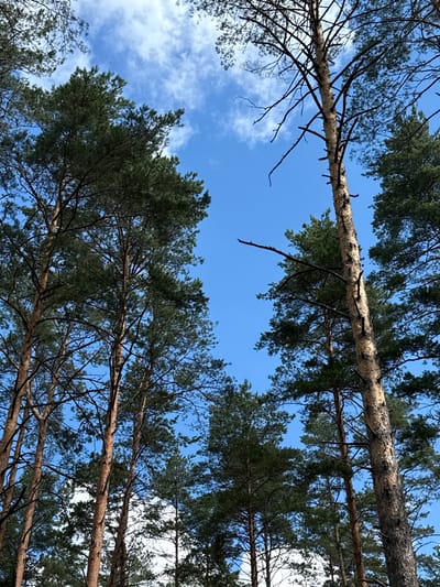This image depicts a view looking up through a dense forest of tall pine trees against a bright blue sky with scattered white clouds. The trees have rough, textured bark and numerous branches, some bare and others covered in dark green pine needles. The sunlight filters through the canopy, illuminating parts of the tree trunks and creating a dappled effect. The scene appears to be a natural outdoor environment, likely a forest or a wooded area. The location is specified as Šutai, Lithuania. No people or specific actions are visible in the image. The overall impression is one of a serene, natural setting.