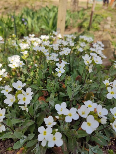 This close-up image captures a dense patch of flowering plants within a garden in Dolno Sahrane, Bulgaria. The foreground is filled with numerous small white flowers, each possessing four ovate petals and a distinct bright yellow center. These flowers grow on dark green stems interspersed with small, rough-textured green leaves. The ground directly beneath the plants is dark brown soil. The midground contains more of the same white flowers, appearing progressively out of focus. The background is heavily blurred, displaying indistinct green foliage, several slender, light-colored vertical elements suggestive of wooden posts or tree trunks, and a lighter-toned area on the right. No clearly discernible individuals, animals, or specific actions are visible within the frame. The scene is illuminated by natural daylight.