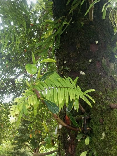 A tree trunk, heavily covered in green moss, stands in the foreground. Various ferns are attached to the trunk and surrounding branches. Fresh green leaves are growing on a branch extending from the tree, contrasting with the mossy texture. Other trees and foliage are visible in the blurred background.