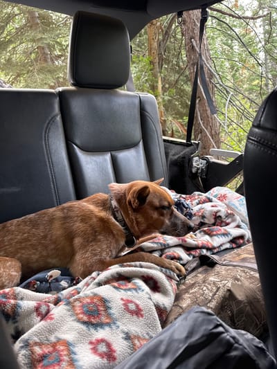 The scene captures the interior rear of a vehicle, with a reddish-brown dog resting on layered blankets. The dog, exhibiting light speckling on its fur and wearing a patterned collar with a metal tag, is positioned on a light-colored fleece blanket featuring a red, blue, and white geometric design. This blanket overlays a camouflage-patterned item and another blue and white patterned blanket. The dog's eyes are closed, indicating a state of rest or sleep. Black vehicle seats and headrests are visible in the foreground and background, along with a black strap hanging from the vehicle's upper interior frame near a metallic latch mechanism. Through the open rear section of the vehicle, a dense, wooded environment with numerous evergreen trees is visible. The image contains no visual information to specify its location within Crystal Lake, United States.