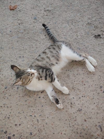 A tabby and white cat is lying on its back on a concrete surface speckled with small stones. The cat's body is oriented diagonally from the upper left to the lower right of the frame. Its front paws are extended upwards and slightly to the right, while its hind legs are also splayed outwards. The cat's head is turned to the left, with its eyes looking upwards. Its tail is curled upwards and to the left. The concrete ground appears to be outdoors, possibly in a street or pathway. There is a small, dried leaf on the ground to the upper left of the cat. The scene is captured in Shofirkon, Uzbekistan.