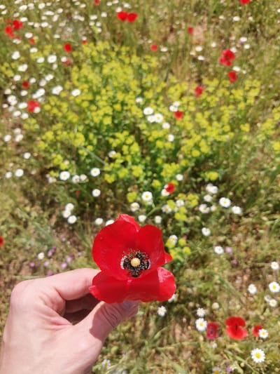The image shows a person holding a bright red poppy flower in the foreground, with a field of wildflowers in the background. The field contains daisies (white petals, yellow centers) and other yellow flowering plants. Several other poppies are scattered throughout the field. The person's hand and part of their arm are visible, suggesting they are standing in the field. The image likely depicts a scene in a natural setting, not in the urban environment of Valdepeñas. Therefore, the location would be a field or rural area near Valdepeñas, Spain, not within the city.